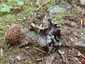 Fodros trombitagomba (Pseudocraterellus undulatus), Zemplén